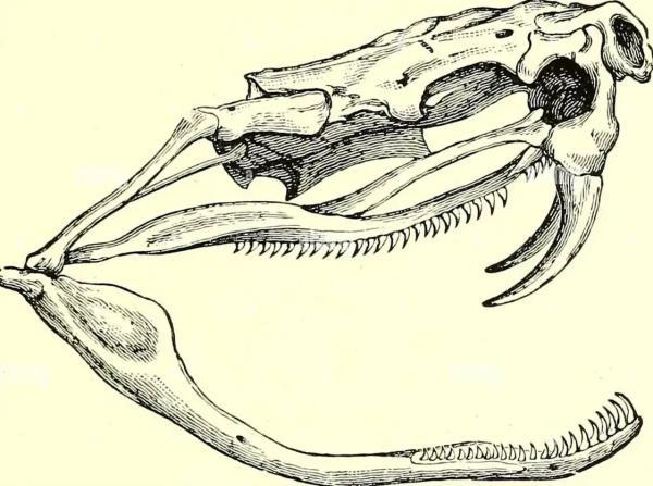 تکامل آرواره های مار؛ مهندسی بیولوژیکی برای بلعیدن طعمه های بزرگ تر از سر