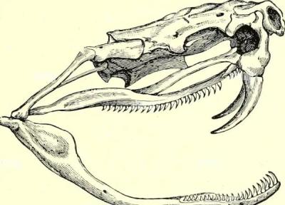 تکامل آرواره های مار؛ مهندسی بیولوژیکی برای بلعیدن طعمه های بزرگ تر از سر تکامل آرواره های مار؛ مهندسی بیولوژیکی برای بلعیدن طعمه های بزرگ تر از سر